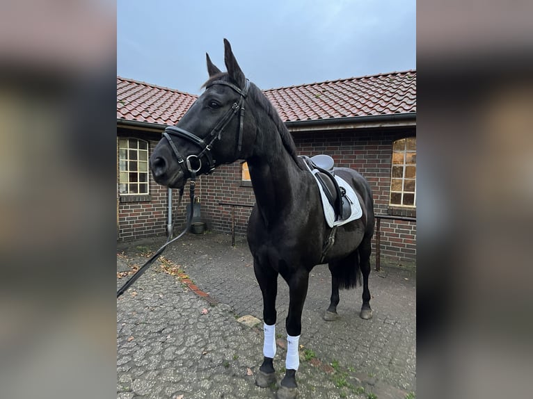 Caballo de salto Oldenburgo Yegua 14 años 164 cm Negro in Hatten