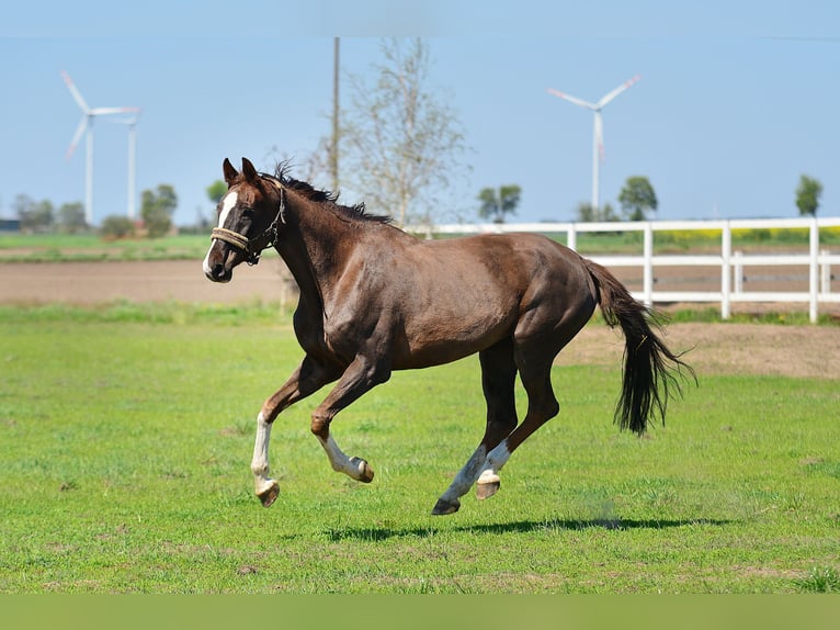 Caballo de salto Oldenburgo Yegua 14 años 165 cm Alazán-tostado in radziejów