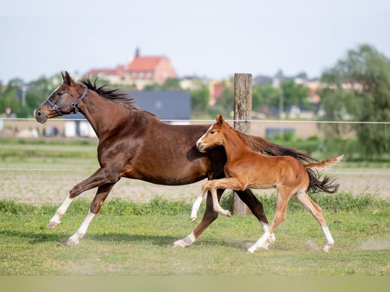 Caballo de salto Oldenburgo Yegua 14 años 165 cm Alazán-tostado in radziejów