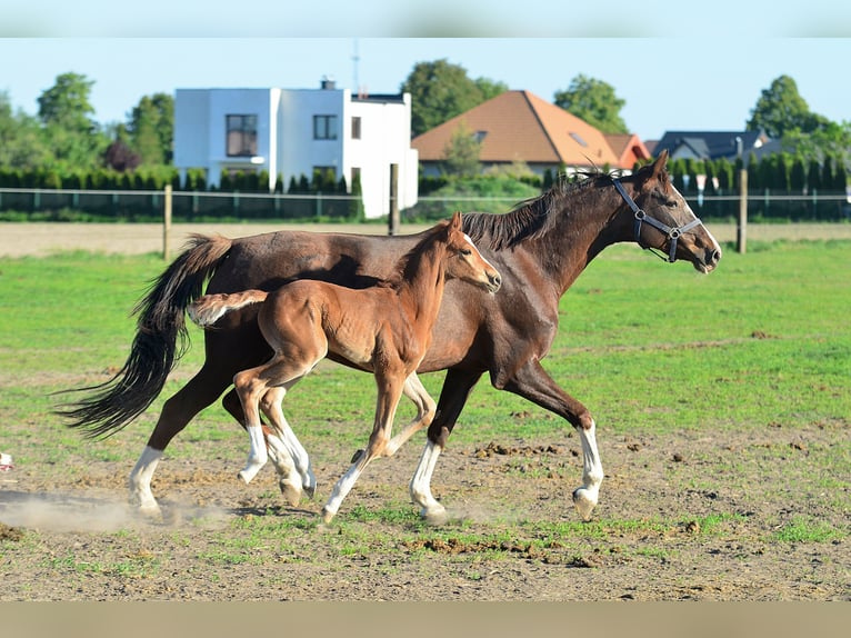 Caballo de salto Oldenburgo Yegua 14 años 165 cm Alazán-tostado in radziejów