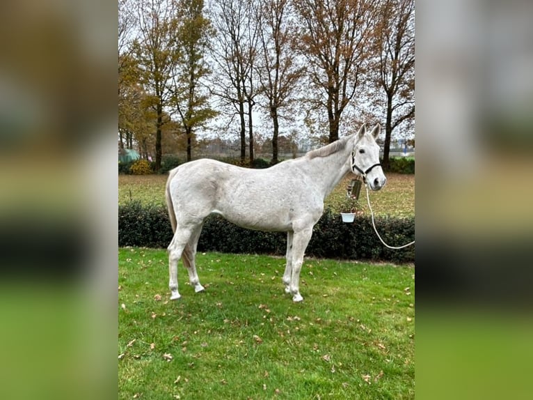 Caballo de salto Oldenburgo Yegua 14 años 167 cm Tordo in Haren