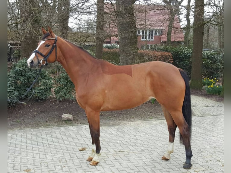 Caballo de salto Oldenburgo Yegua 14 años 168 cm Castaño in Köln