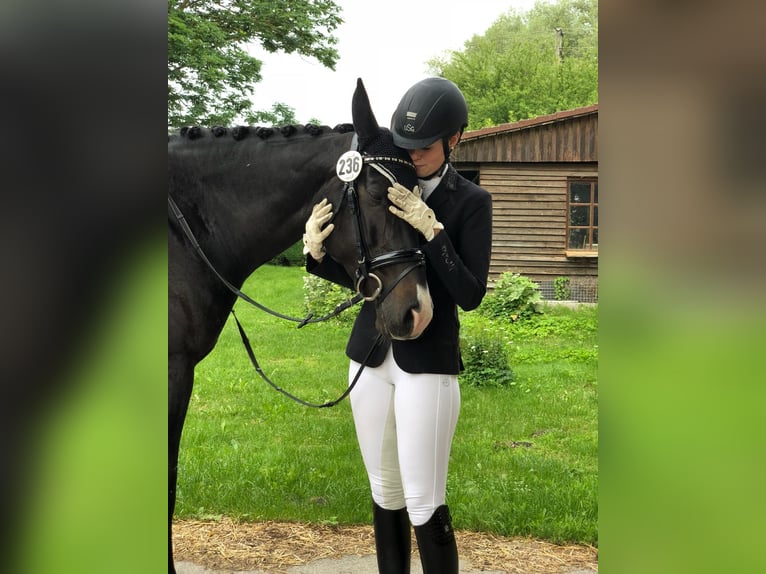 Caballo de salto Oldenburgo Yegua 14 años 168 cm Castaño oscuro in Oberwart