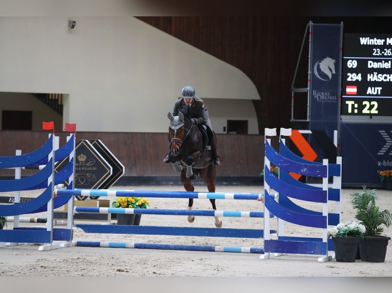 Caballo de salto Oldenburgo Yegua 14 años 170 cm Castaño in Perchtoldsdorf