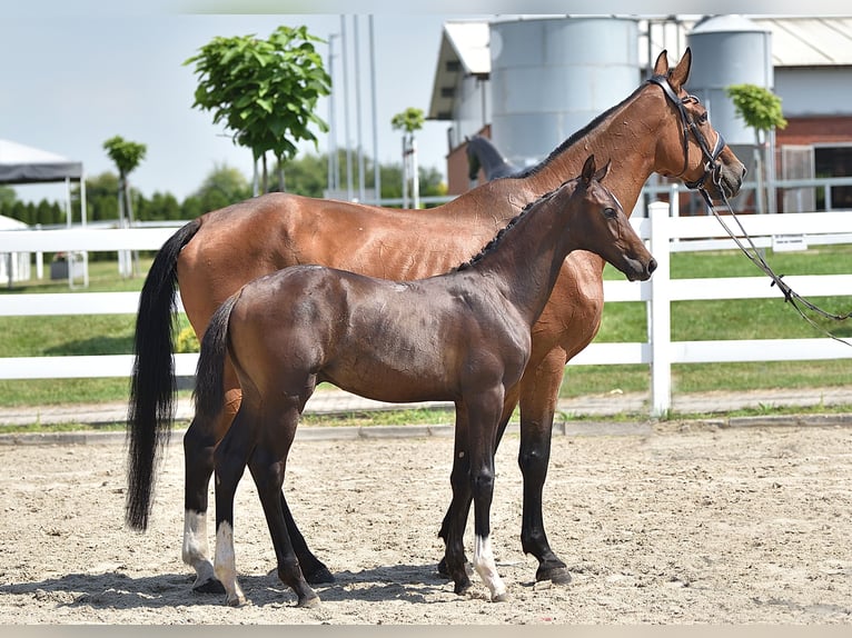 Caballo de salto Oldenburgo Yegua 14 años 170 cm Castaño rojizo in Radzionków