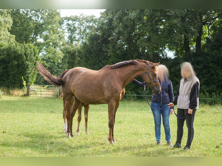 Caballo de salto Oldenburgo Yegua 14 años 171 cm Alazán-tostado in Löningen