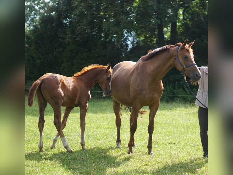 Caballo de salto Oldenburgo Yegua 14 años 171 cm Alazán-tostado in Löningen