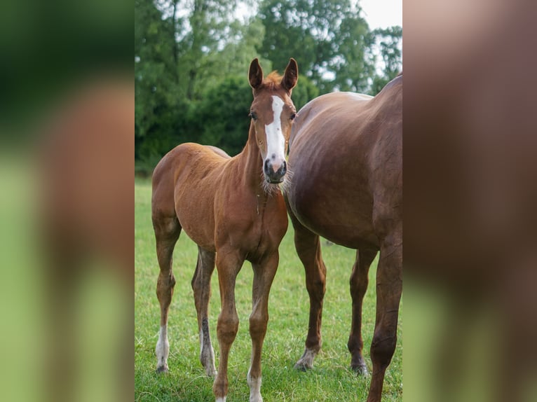 Caballo de salto Oldenburgo Yegua 14 años 171 cm Alazán-tostado in Löningen