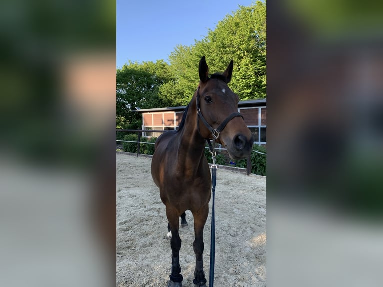 Caballo de salto Oldenburgo Yegua 15 años 163 cm Castaño oscuro in Montabaur