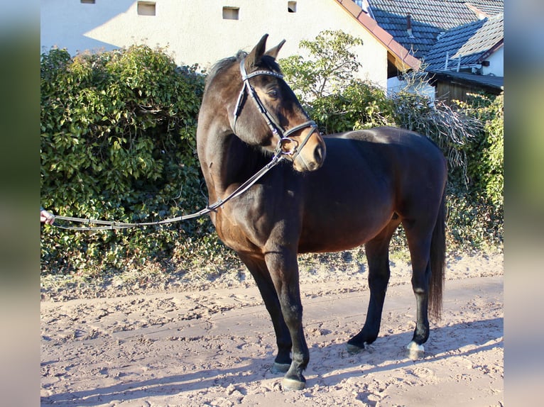 Caballo de salto Oldenburgo Yegua 15 años 164 cm Castaño oscuro in Sonnefeld
