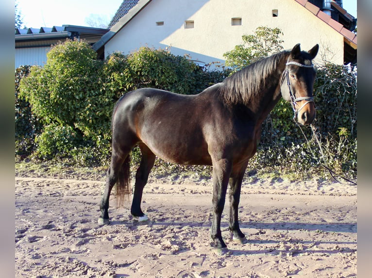 Caballo de salto Oldenburgo Yegua 15 años 164 cm Castaño oscuro in Sonnefeld