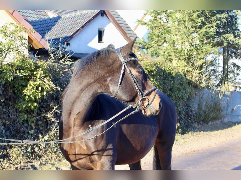 Caballo de salto Oldenburgo Yegua 15 años 164 cm Castaño oscuro in Sonnefeld
