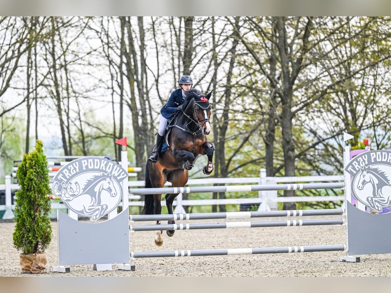 Caballo de salto Oldenburgo Yegua 15 años 165 cm Castaño oscuro in Jeziorany