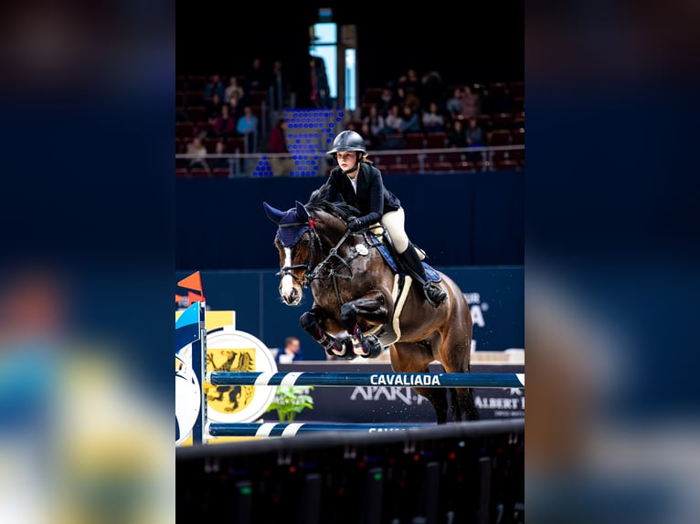 Caballo de salto Oldenburgo Yegua 15 años 165 cm Castaño oscuro in Jeziorany