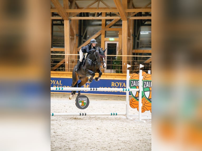 Caballo de salto Oldenburgo Yegua 15 años 165 cm Castaño oscuro in Jeziorany