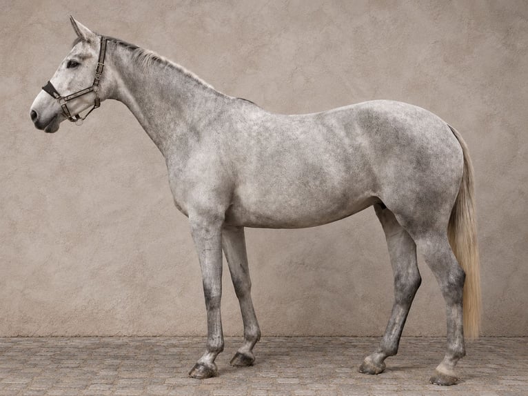 Caballo de salto Oldenburgo Yegua 15 años 166 cm Tordo in Engelschoff