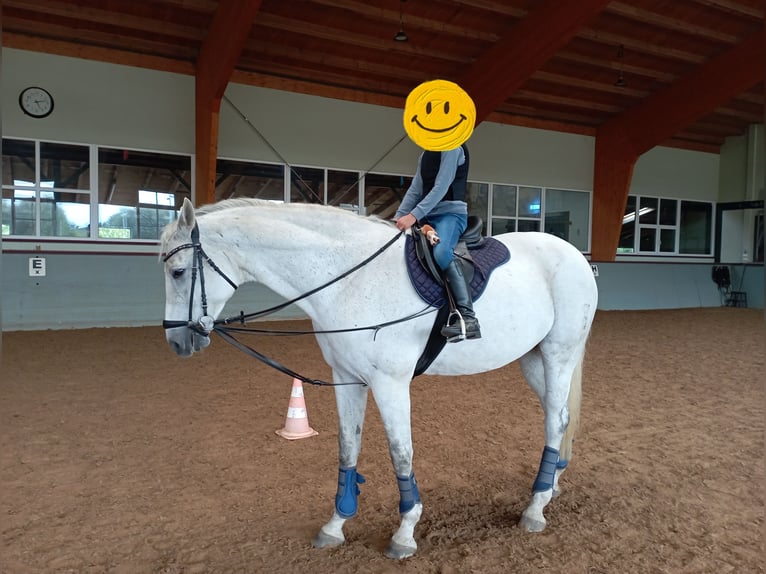 Caballo de salto Oldenburgo Yegua 15 años 169 cm Tordo in Börgerende-Rethwisch