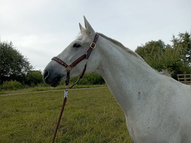 Caballo de salto Oldenburgo Yegua 15 años 169 cm Tordo in Börgerende-Rethwisch