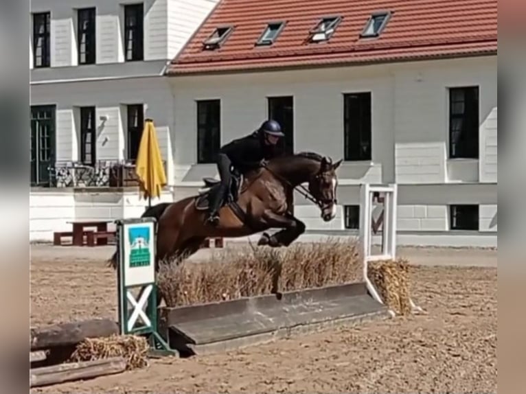 Caballo de salto Oldenburgo Yegua 15 años 170 cm Castaño in Grossensee