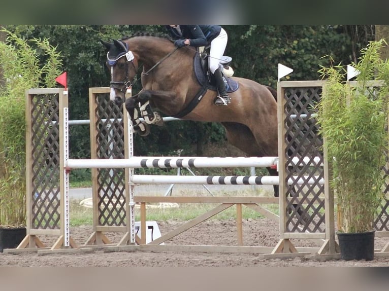 Caballo de salto Oldenburgo Yegua 15 años 170 cm Castaño in Grossensee