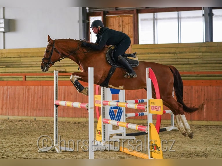 Caballo de salto Oldenburgo Yegua 15 años 171 cm Alazán in Region Prag