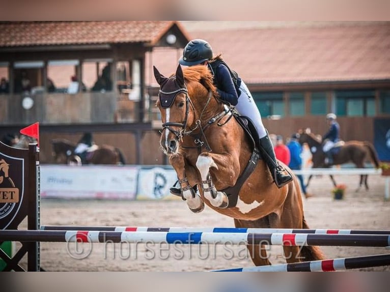 Caballo de salto Oldenburgo Yegua 15 años 171 cm Alazán in Region Prag