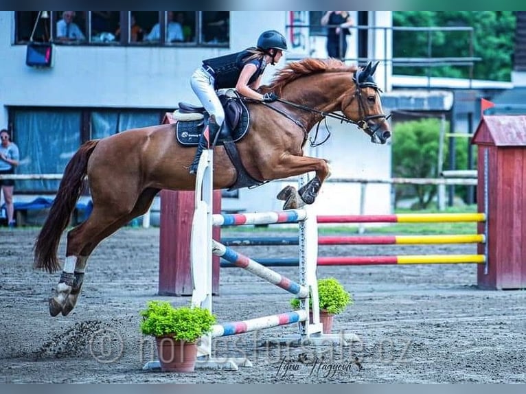 Caballo de salto Oldenburgo Yegua 15 años 171 cm Alazán in Region Prag