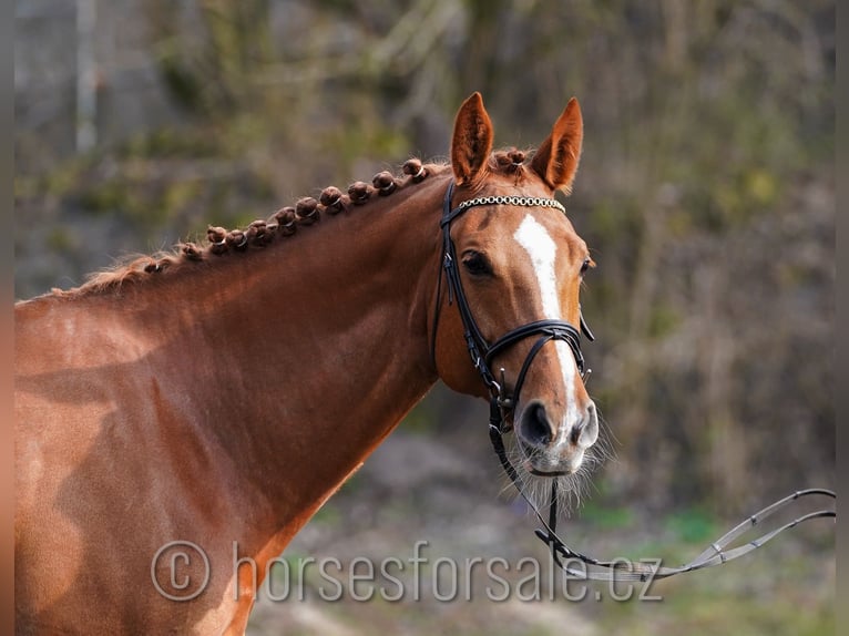 Caballo de salto Oldenburgo Yegua 15 años 171 cm Alazán in Region Prag