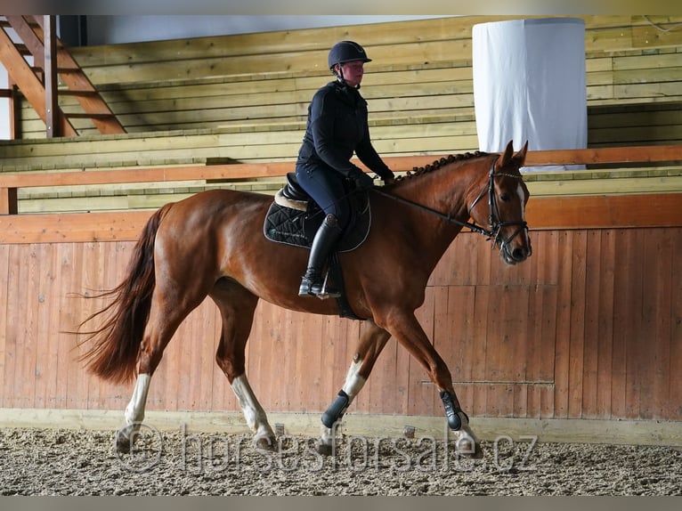 Caballo de salto Oldenburgo Yegua 15 años 171 cm Alazán in Region Prag