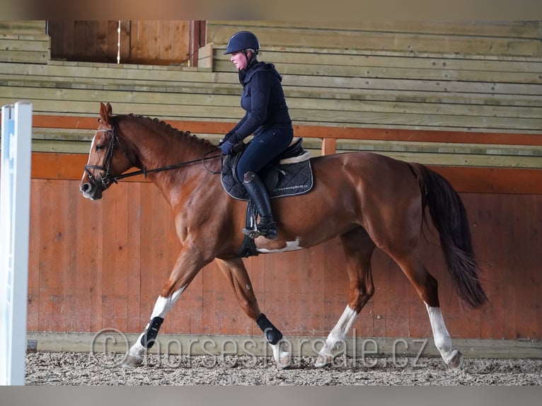 Caballo de salto Oldenburgo Yegua 15 años 171 cm Alazán in Region Prag