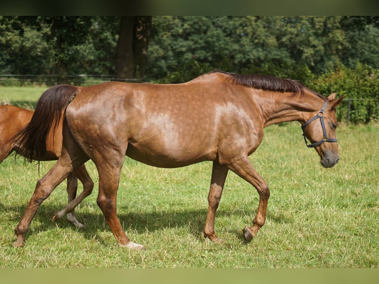 Caballo de salto Oldenburgo Yegua 15 años 171 cm Alazán-tostado in Löningen