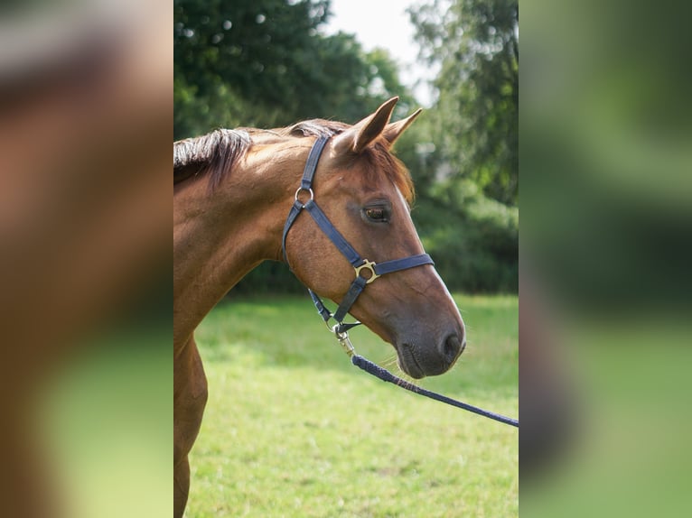 Caballo de salto Oldenburgo Yegua 15 años 171 cm Alazán-tostado in Löningen