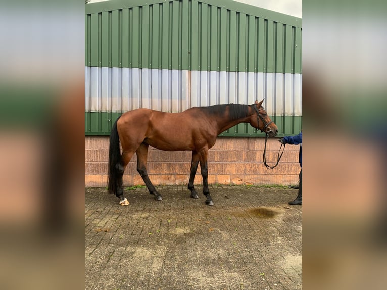 Caballo de salto Oldenburgo Yegua 15 años Castaño in Aurich