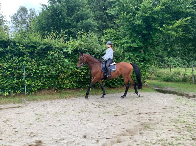 Caballo de salto Oldenburgo Yegua 15 años Castaño in Aurich