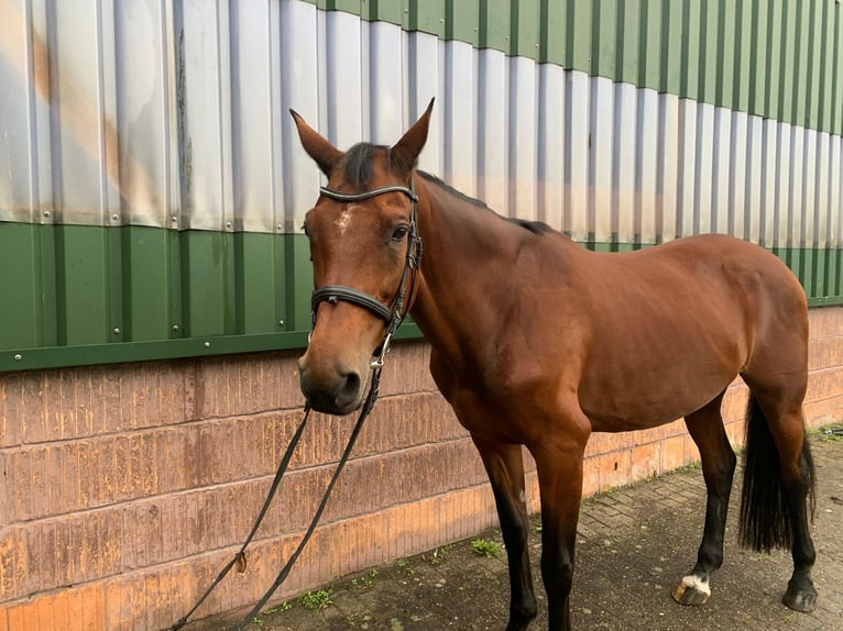 Caballo de salto Oldenburgo Yegua 15 años Castaño in Aurich