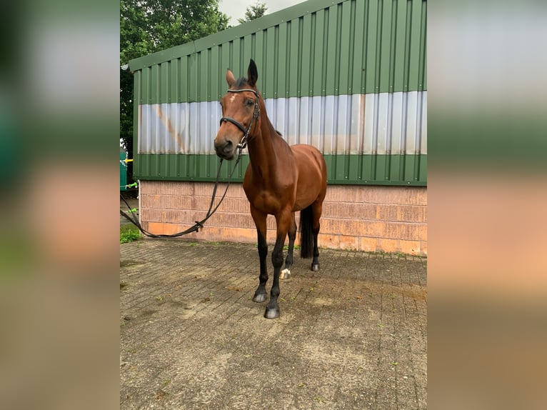 Caballo de salto Oldenburgo Yegua 15 años Castaño in Aurich