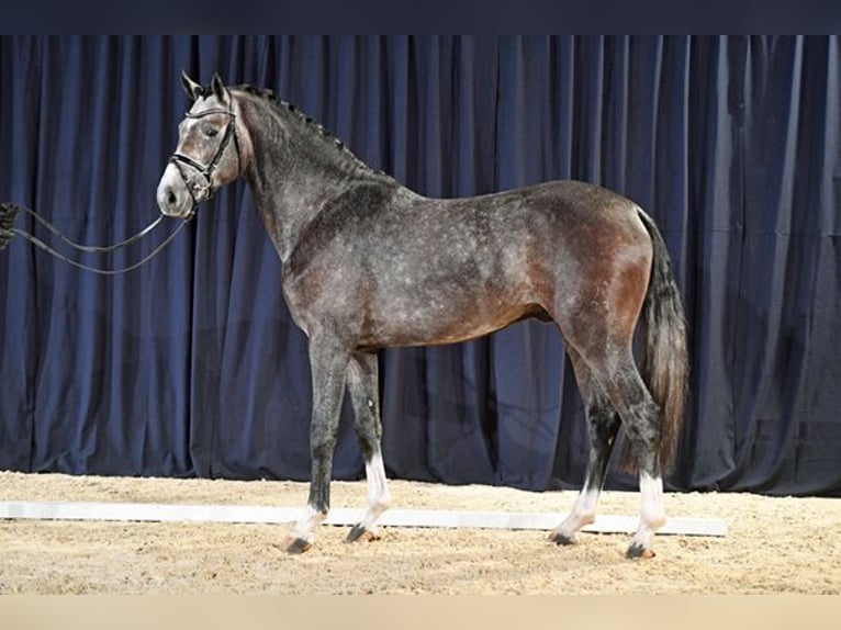 Caballo de salto Oldenburgo Yegua 16 años 165 cm Castaño in Burgwedel