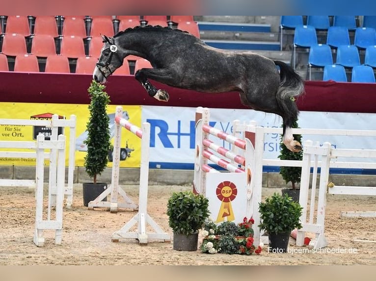 Caballo de salto Oldenburgo Yegua 16 años 165 cm Castaño in Burgwedel