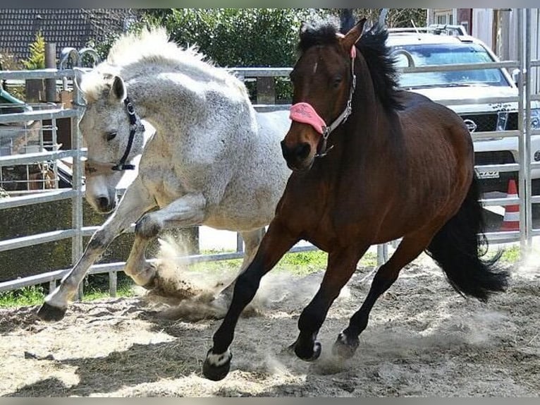 Caballo de salto Oldenburgo Yegua 16 años 169 cm Tordo in Rickenbach