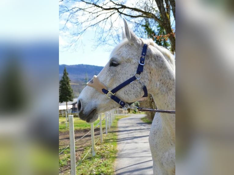 Caballo de salto Oldenburgo Yegua 16 años 169 cm Tordo in Rickenbach