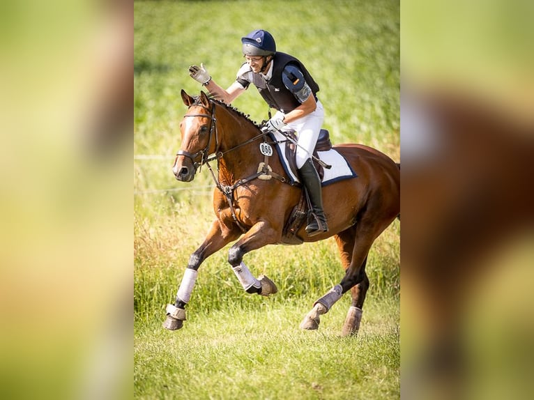 Caballo de salto Oldenburgo Yegua 17 años 165 cm Castaño in Salzhausen