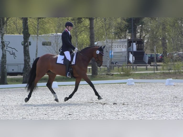 Caballo de salto Oldenburgo Yegua 17 años 165 cm Castaño in Salzhausen