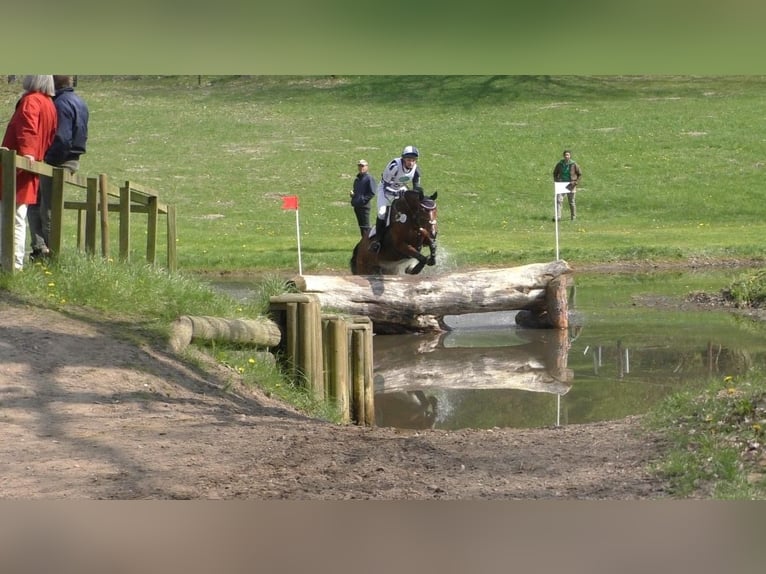 Caballo de salto Oldenburgo Yegua 17 años 165 cm Castaño in Salzhausen