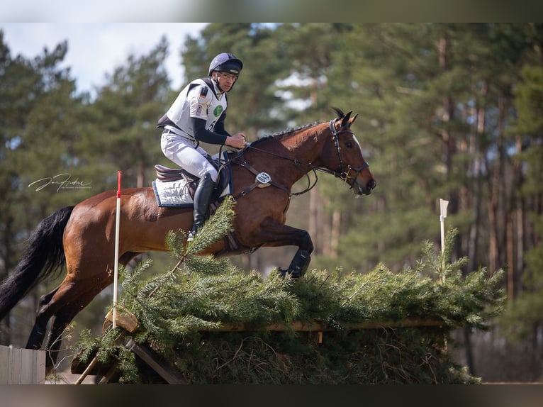 Caballo de salto Oldenburgo Yegua 17 años 165 cm Castaño in Salzhausen