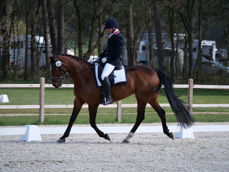 Caballo de salto Oldenburgo Yegua 17 años 165 cm Castaño in Salzhausen