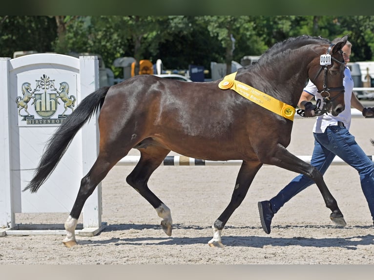 Caballo de salto Oldenburgo Yegua 17 años 165 cm Castaño oscuro in Salem