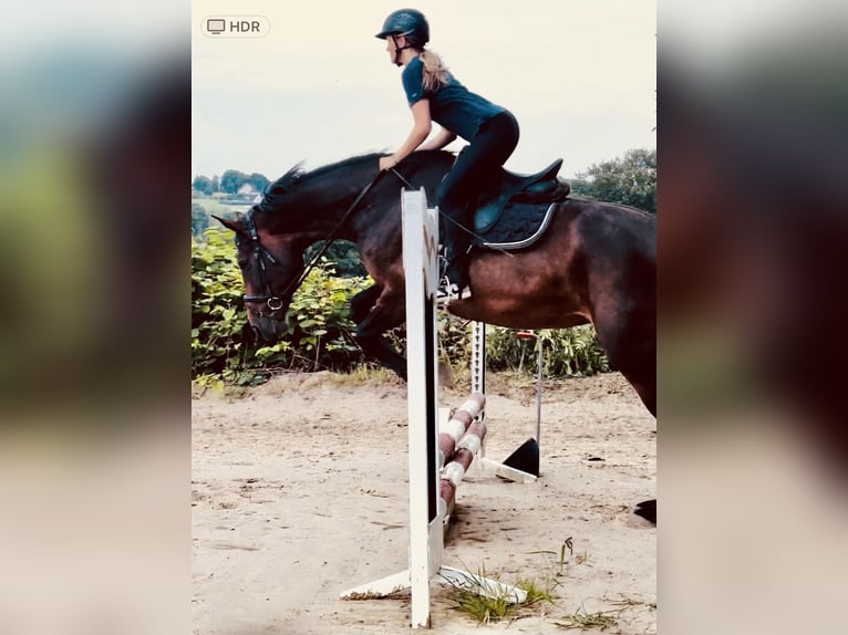 Caballo de salto Oldenburgo Yegua 17 años 178 cm Castaño oscuro in Lindlar