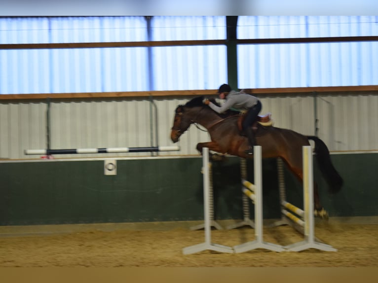 Caballo de salto Oldenburgo Yegua 18 años 164 cm Castaño in Oldenburg