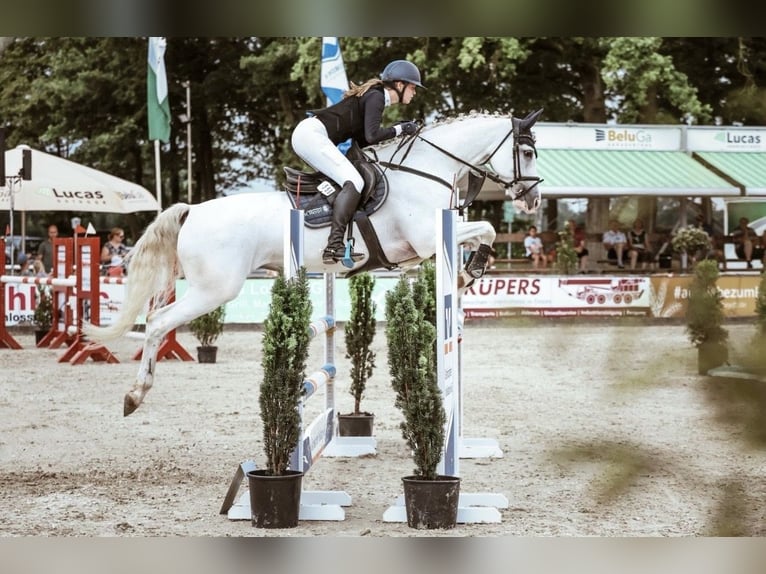 Caballo de salto Oldenburgo Yegua 18 años 164 cm Tordo in Lingen