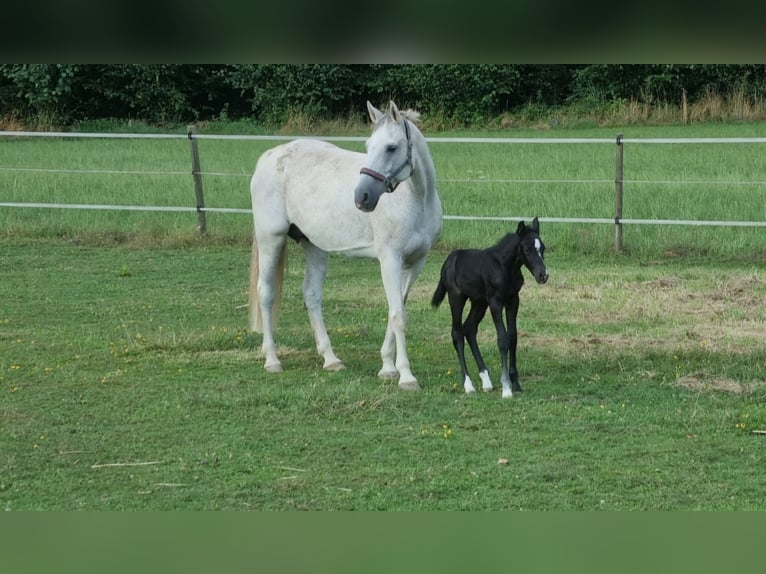 Caballo de salto Oldenburgo Yegua 18 años 165 cm Tordo in Berg